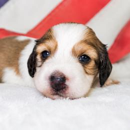 Carole - Piebald female Dachshund puppy in Texarkana, Texas from Lolo&CoDachshunds