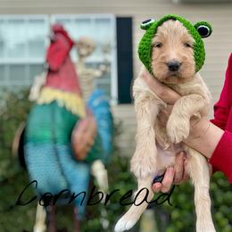 Cornbread - Apricot male Goldendoodle puppy in Mocksville, North Carolina from Little Bear Doodles