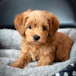Jessie - Red  female Goldendoodle puppy in Wharton, Texas from Little Fur Friends