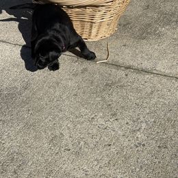 Labrador Retriever Puppies from Marshland Retrievers LLC