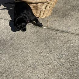 Labrador Retriever Puppies from Marshland Retrievers LLC