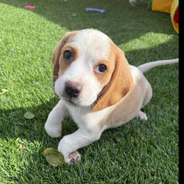 Brown Collar-Ace - Red and white male Beagle puppy in Las Vegas, Nevada from Hound Kings