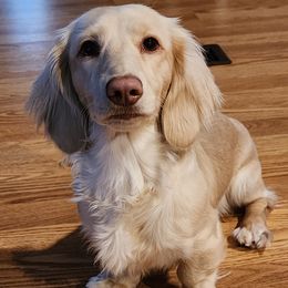 Dachshunds from Iron Butterfly Kennels