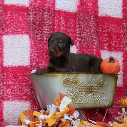 Girl 3 - Red and rust female Doberman Pinscher puppy in Williamston, Sc, South Carolina from Dutton Dog Co & Dalla Grazia Doberman
