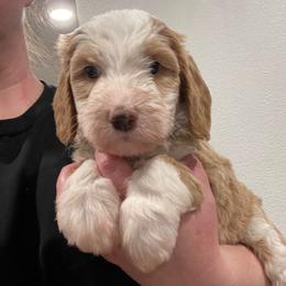 Argentina (Tina) - Red female Bernedoodle puppy in Surprise, Arizona from Huckleberry Doodles