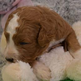 Greenly - Red  male Goldendoodle puppy in Boaz, Alabama from Doodles All Day