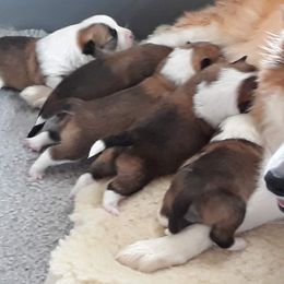 Icelandic Sheepdog Puppies from Valhalla Icelandic Sheepdogs