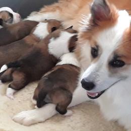 Icelandic Sheepdog Puppies from Valhalla Icelandic Sheepdogs