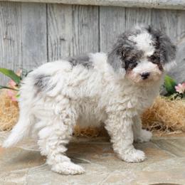 Paisley - Merle female Cockapoo puppy in Seattle, Washington from Sweet Home Doodles