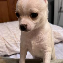 Gary - Cream and white male Chihuahua puppy in Amity, Pennsylvania from Rhoda and Verna