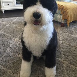 Goldendoodle and Sheepadoodle Puppies from The Farms Precious Doodles