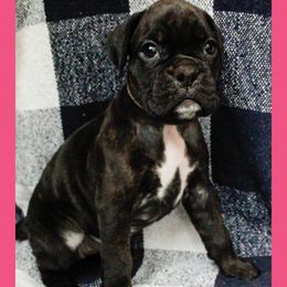 Pup 9 - Brindle female Boxer puppy in Perry, Michigan from Boxer Boulevard