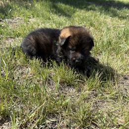 Green male - Sable male German Shepherd puppy in Herrick, South Dakota from Dakota Shepherds Kennels