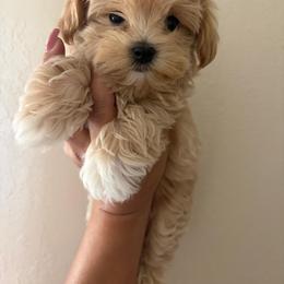 Korean 2 - Apricot male Maltipoo puppy in Weeki Wachee, Florida from Dreamspoodleandmaltese