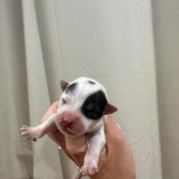 Aira - Blue mottled female Australian Cattle Dog puppy in Rosharon, Texas from 4Surge Cattle Dogs