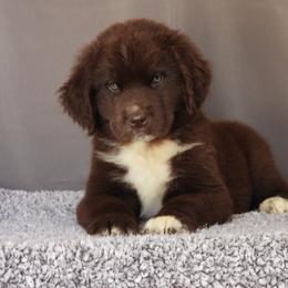 Nora - Brown female Newfoundland puppy in Dalton, Ohio from Newfforu