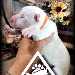 Titan - White male German Shepherd puppy in Sequim, Washington from German Shepherd Haus