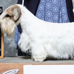 Sealyham Terriers from Blackmore's Sealyham Terriers