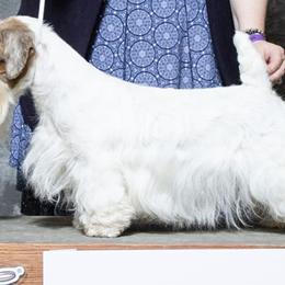 Sealyham Terriers from Blackmore's Sealyham Terriers