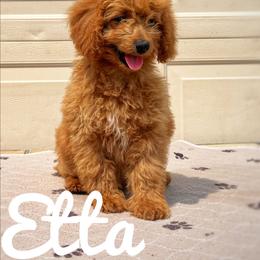 Etta - Red  female Goldendoodle puppy in Middleton, Idaho from Gem State Doodles