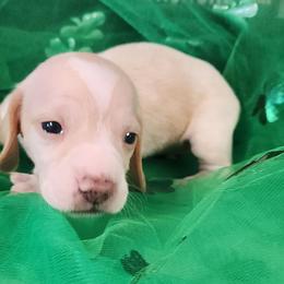 Ruby - Cream female Dachshund puppy in Anaconda, Montana from Williams Family Dachshunds
