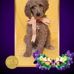 Ms Orange - Apricot female Poodle puppy in Ocean Springs, Mississippi from Forever Summer Standard Poodles
