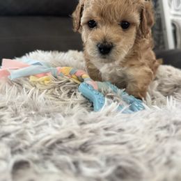 Eve - Apricot female Poodle puppy in Lathrop, California from Jamilette Delatorre's Poodles