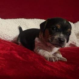 Sam - Black tan and white male Beagle puppy in Gentry, Arkansas from HC Puppy Ranch