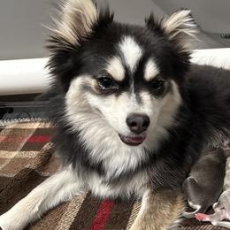 Indy - Pomsky