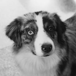 River - Miniature American Shepherd