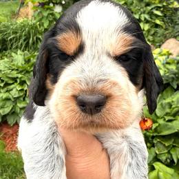 Bass - Tri-Roan male English Springer Spaniel puppy in Bay City, Wisconsin from Springer Hills Farm