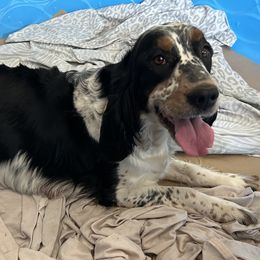 Auto - English Springer Spaniel