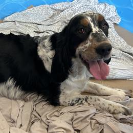 Auto - English Springer Spaniel
