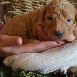 Girl 3 - female Bernedoodle puppy in Caldwell, Idaho from Treasure Valley Poodles