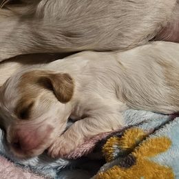 Cavalier King Charles Spaniel Puppies from Critter's Cottage Cavaliers