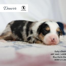 Denver - BMM2 - Blue merle male Toy Australian Shepherd puppy in Nacogdoches, Texas from TK Standard, Mini, & Toy Aussies
