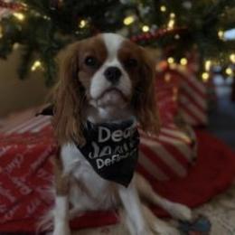 Shelly - Cavalier King Charles Spaniel