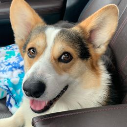 Labrador Retriever and Pembroke Welsh Corgi Puppies from Two Roses Ranch