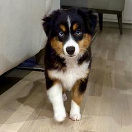 JET - Black tri male Miniature Australian Shepherd puppy in Bixby, Oklahoma from Roeboat Aussies
