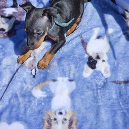 Bo - Black and tan male Manchester Terrier puppy in Oak Harbor, Washington from Spirit Kennels