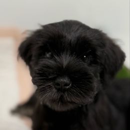 Bill - Black male Miniature Schnauzer puppy in La Mirada, California from SchnauzersRus