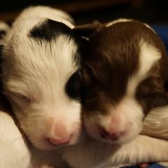 Bordoodles from Painted Dog Hill