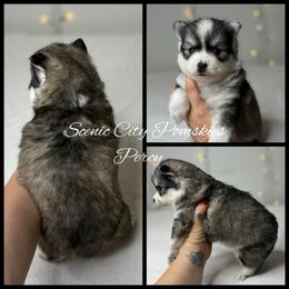 Percy - Gray and white male Pomsky puppy in Rossville, Georgia from Scenic City Pomskies