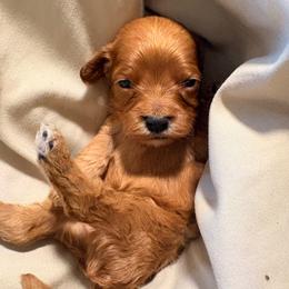 Gogiberry - Red male Cavapoo puppy in El Sobrante, California from Mckendra's Legacy