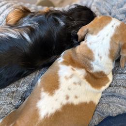 Dachshund puppies from HP Dachs