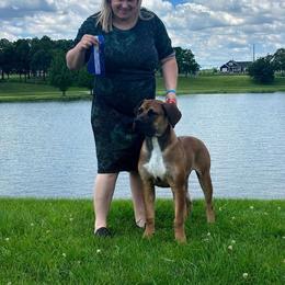 Mystique - Boerboel