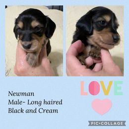 Dachshund Puppies from JB Doxies