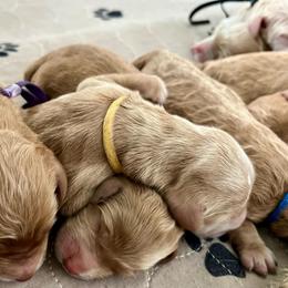 Boy 3 - Apricot male Labradoodle puppy in Mechanicville, New York from Deuce's Doodles