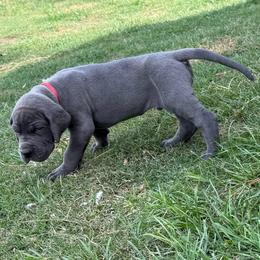 Slate - Blue male Great Dane puppy in Tyler, Texas from Blessed By Danes