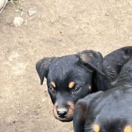 Boy 6 - Black and mahogany Rottweiler puppy in Fowler, Ohio from Pushing Performance Rottweilers